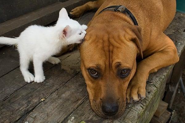 Rosa and the scary kitten