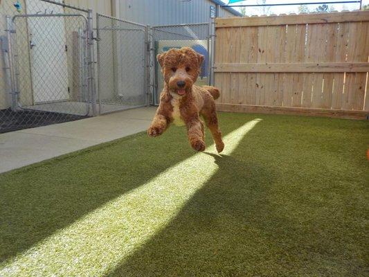 Dog playing in fenced, shaded area.