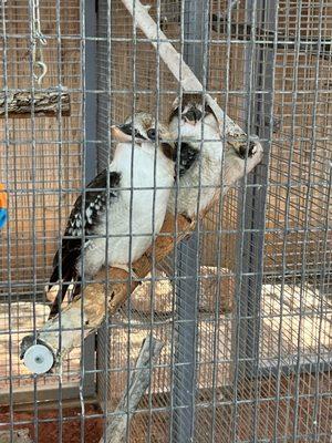 Kookaburras... they were adorable