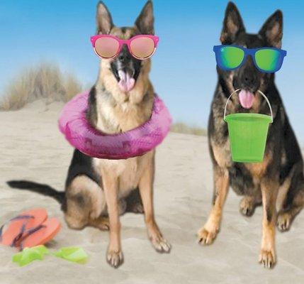 Beach Dogz Daycare & Enrichment