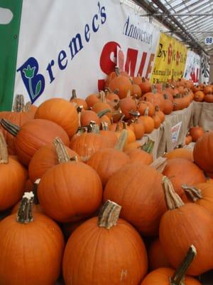 Pumpkin painting, hot air balloon launch, Jungle Terry and more at Fall Fest every September at Bremec.