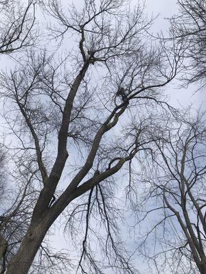 It's hard to find a tree climber 70 feet in the branches of this huge tree.