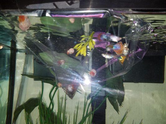 Guppies I bought and the snails they gave me for free. Yes there's a empty shell. Lol I wanted it, as it looked neat.