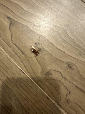 Dead baby roach at Centre Point