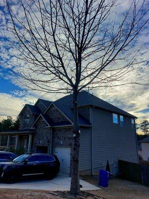 Triming a red oak tree (after)