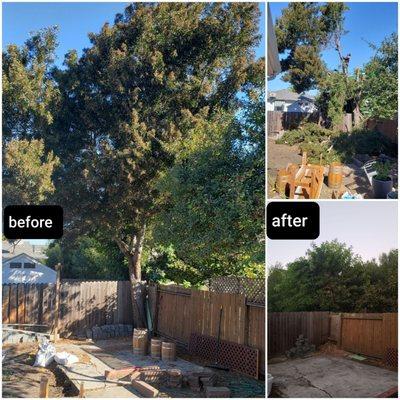 Before and After tree removal