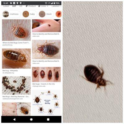 The picture on the left was on our bed- the right is to show it's a bed bug. They tried to say was a beetle.