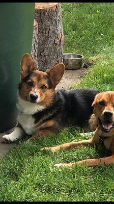 Buster and his Cousin Penny.  Both happy members of Pete n Macs.