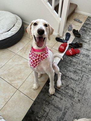 This is my dog after her grooming.