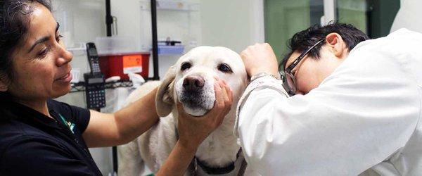 Steinbeck Country Small Animal Clinic