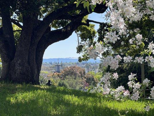 Blossoms and great view from the park