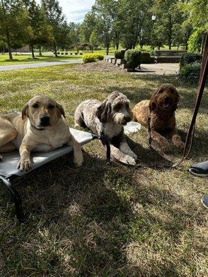 Great day of group classes in the park today. This class is some of our Level 2 obedience group.