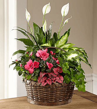 Our long-lasting plants are perfect for adding a touch of nature to your space. Durable, beautiful, and fresh!