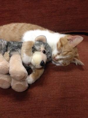 Grady as a kitten with his stuffed wolf.