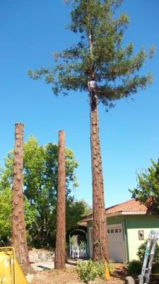 Multliple redwoods in process of being removed.