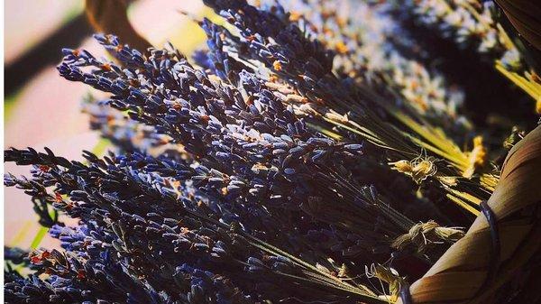 Fresh lavender bundles.