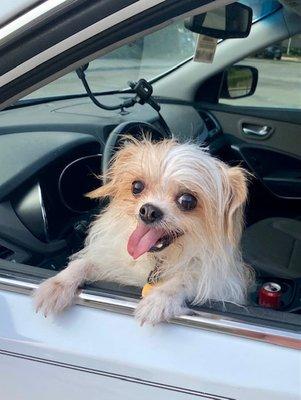 My Wally, the morning of his surgey at drop off. He looked just as happy coming home the next day. :)