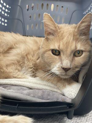 Senior kitty Lucky waiting for his echocardiogram