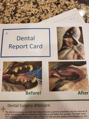 1st major dental extraction 33 teeth, 2nd major extraction, 9 more gone, left with 3. Came from an abusive home and we saved him!