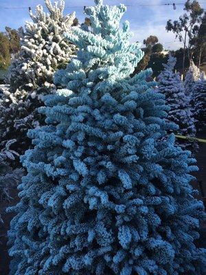 Blue Flocked Tree