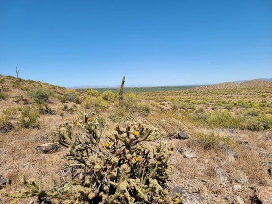 Staghorn cholla, saguaro and the Phoenix Metro area from a NE facing saddle.