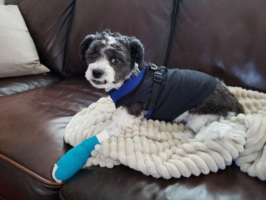 Luki feeling better after surgery...