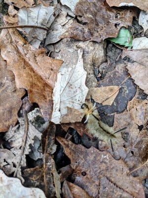 Redbud Valley Nature Preserve