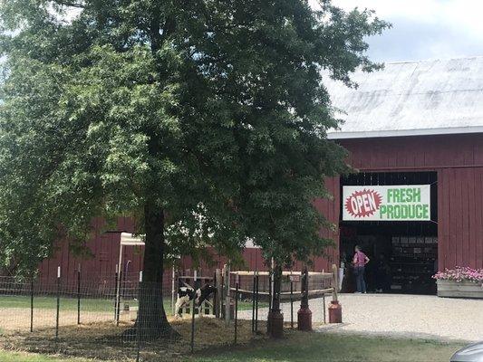 Barn and calf