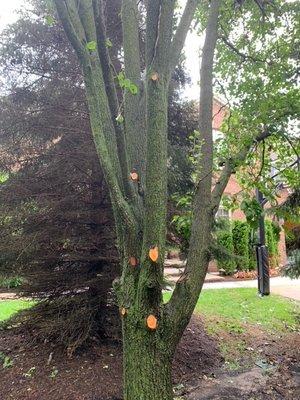 None of these cuts were in the scope of work nor were we consulted prior to Branch Tree removing them.