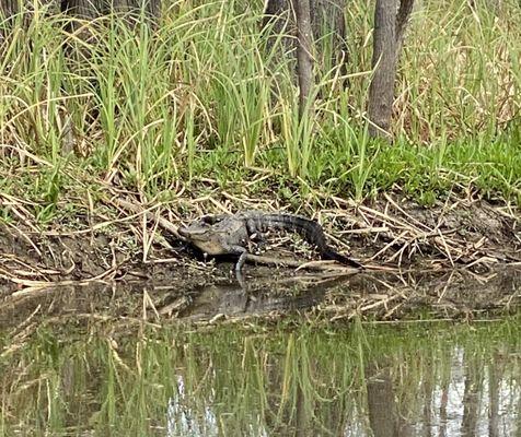 Alligator sunning on the bank.