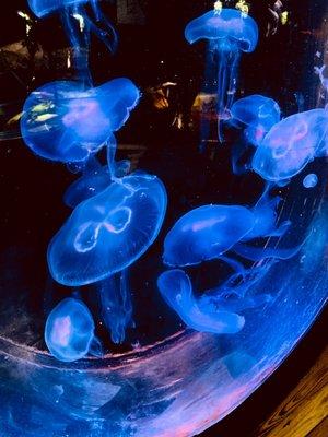 Jellies