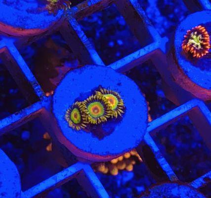 Rasta zoanthid