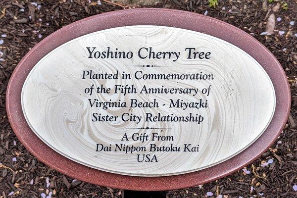 This is a marker for one of the Yoshino Cherry Trees.  Photo taken March 25, 2023.