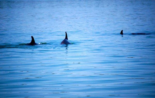 Atlantic Bottlenose Dolphin.