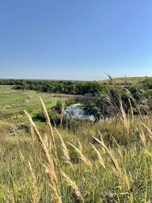 Prairie grass