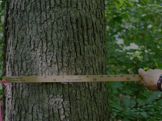 Large diameter White Oak in southwestern Wisconsin.