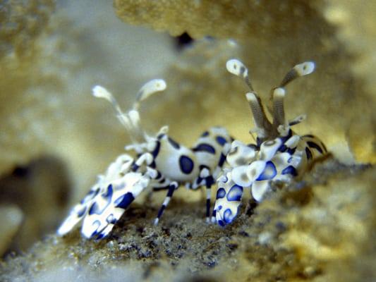 These Harlequin Shrimp are actually predators!