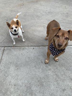 All smiles after their grooming.