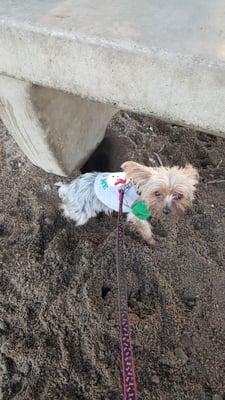 Cleo decided to dig a hole as big as she is.