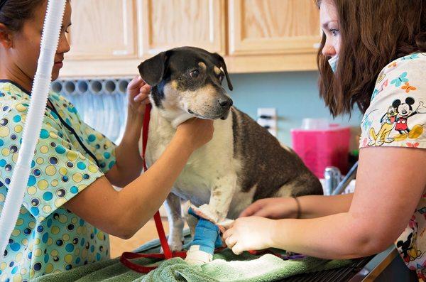 Yavapai Humane Society Spay-Neuter & Wellness Clinic