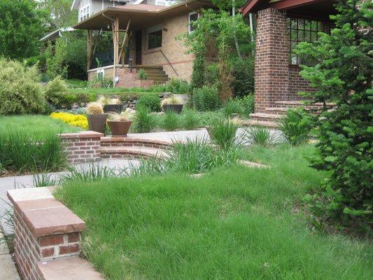 A Colorado Native lawn