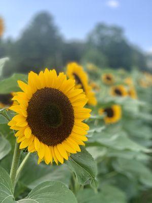 Pick-Your-Own Sunflowers