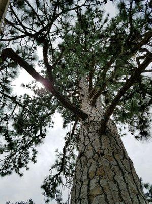 Very large Ponderosa pine prune