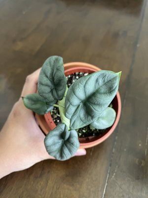 Alocasia Silver Dragon