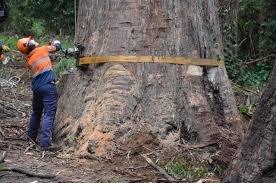 Dave's Tree Service