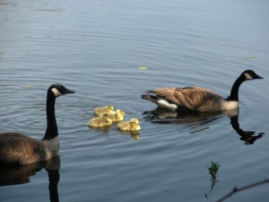 A peaceful lakeside setting tucked away from the stresses of today's world.