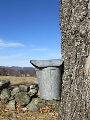 Sap Bucket