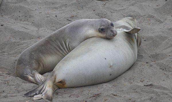 The view is much better from the top!  Juvenile elephant seals resting during the Fall haul-out.