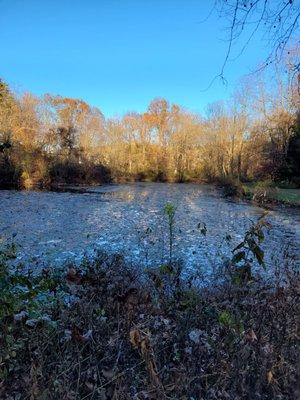 November 2024 pond view, algae?