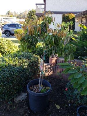 Air layered Brewster Lychee Tree, 15 gal - 6ft tall